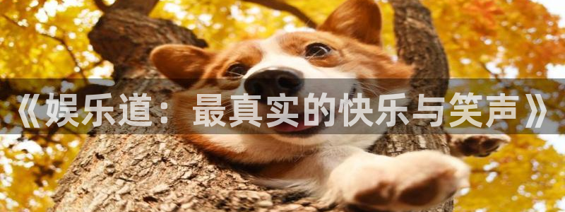 多多28.ccmpc平台下载链接最新版：《娱乐道：最真实的快乐与笑声》
